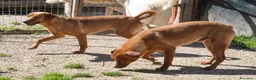 Meticcio cani in regalo: ADOTTAMI, SONO CORFU' - Annuncio 8