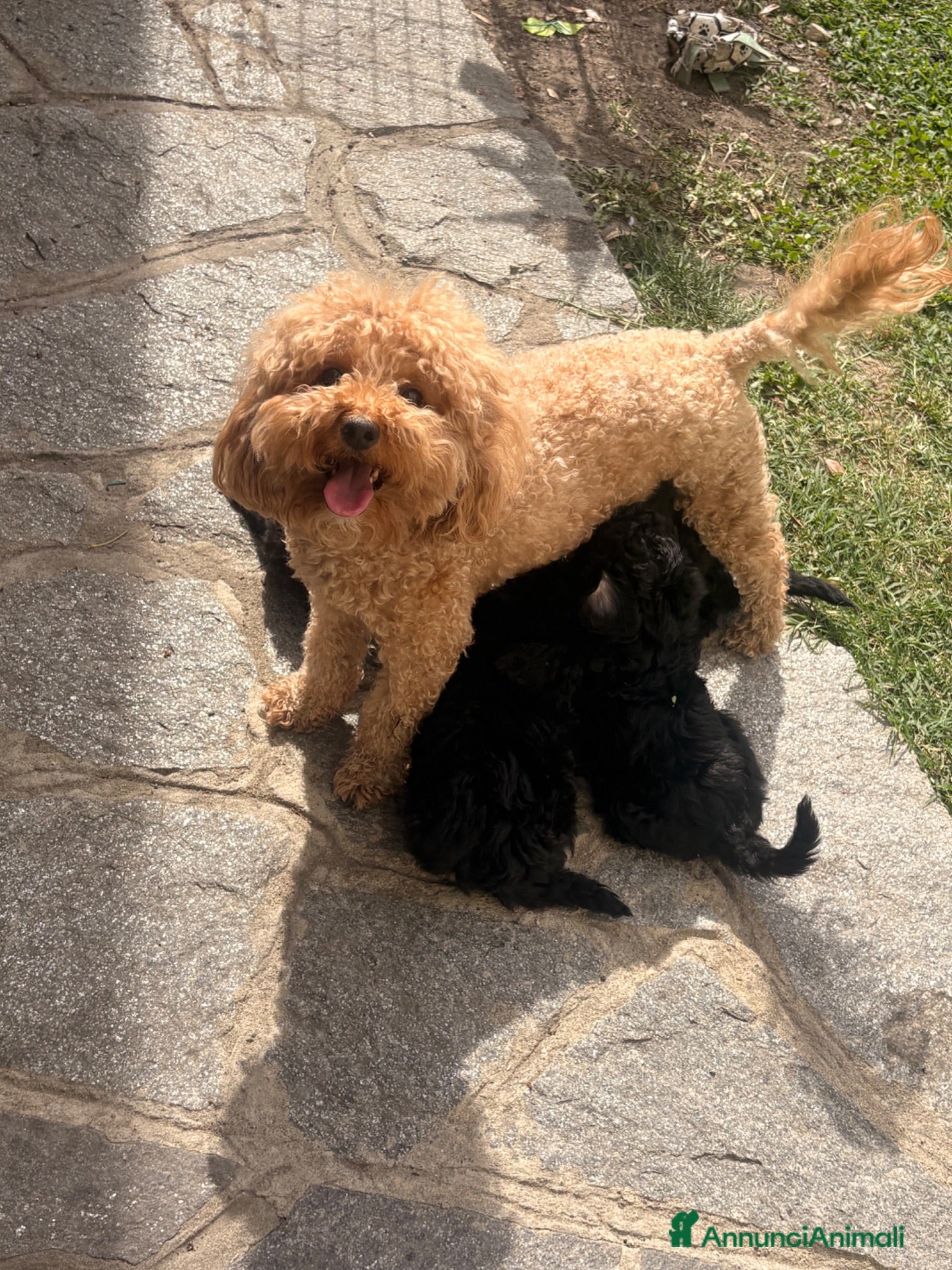 Barboncino cani Barboncino nano - Annuncio 1