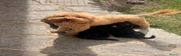 Barboncino cani in vendita: Barboncino nano - Annuncio 1
