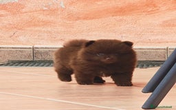 Spitz cani in vendita: Cuccioli Spitz tedesco piccolo ( kleispitz)  a Provincia di Cremona - Immagine 7