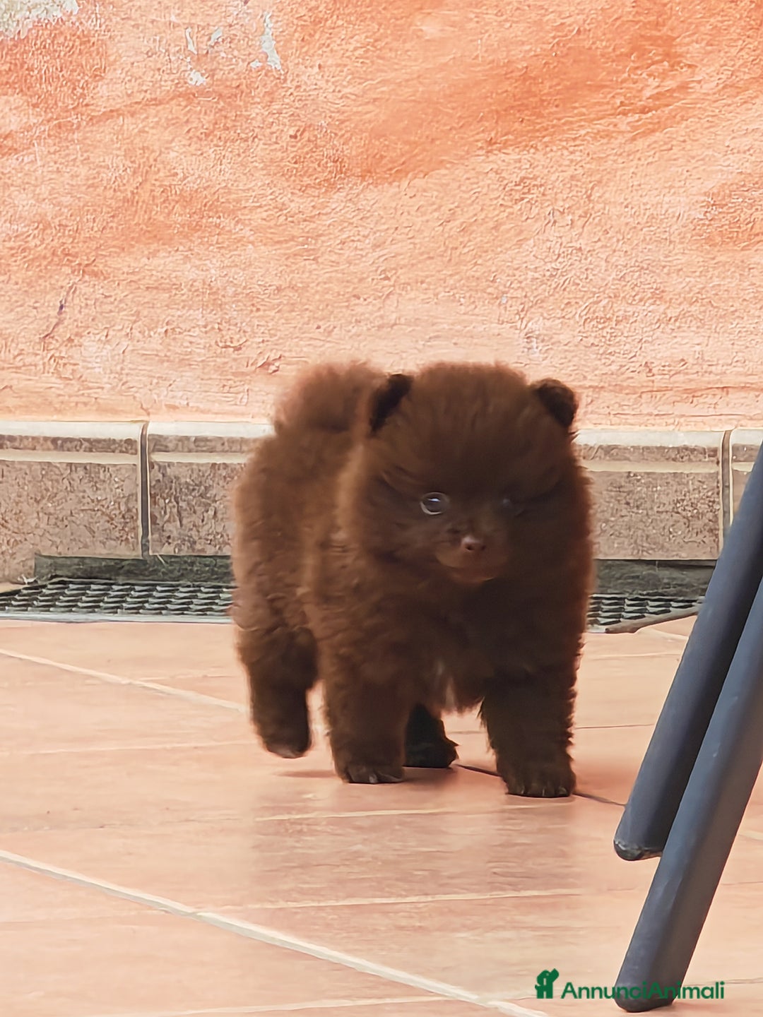 Spitz cani in vendita: Cuccioli Spitz tedesco piccolo ( kleispitz)  a Provincia di Cremona - Immagine 7