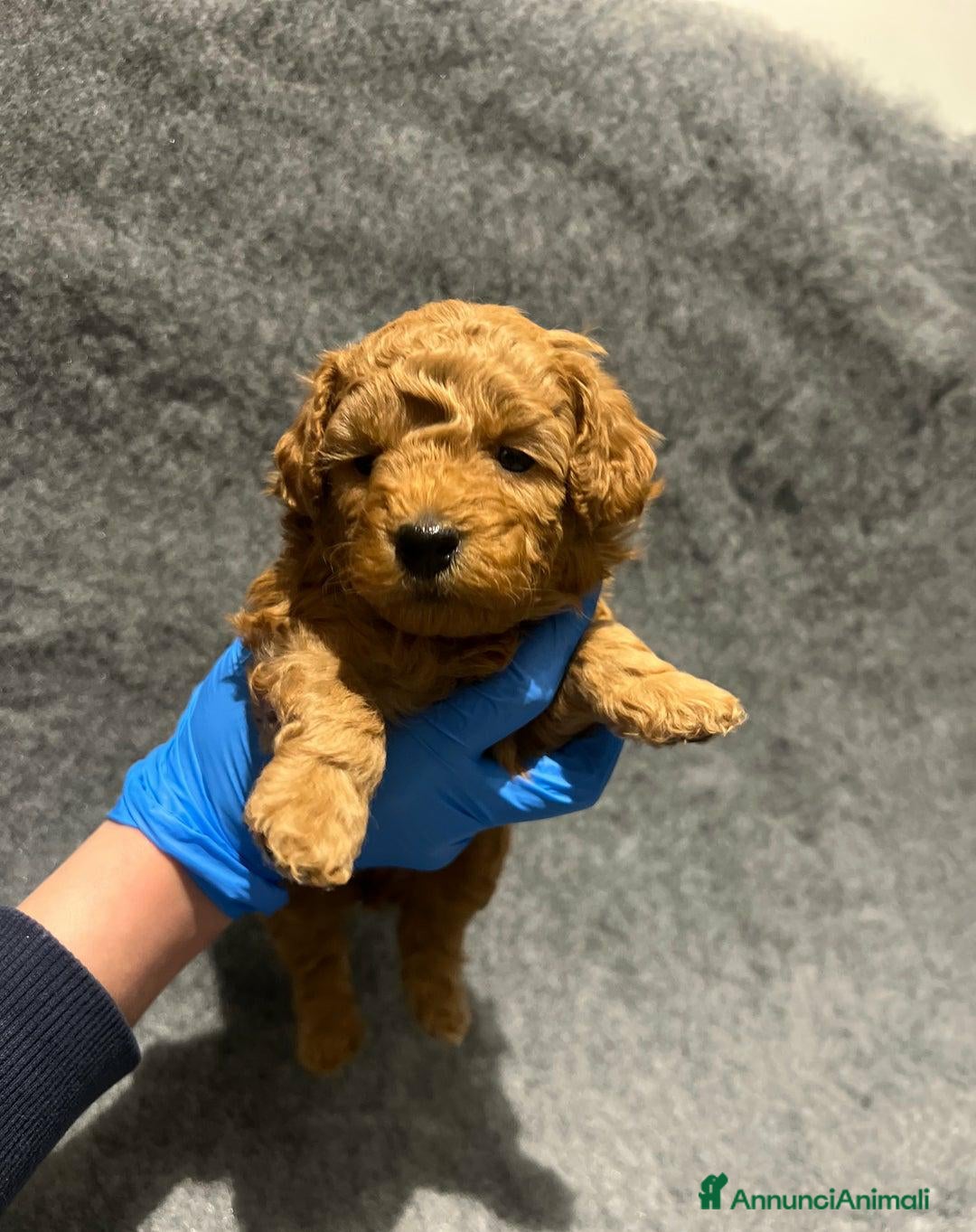 Barboncino Toy cani in vendita: 🏆 Cuccioli di barboncino ❤️Pronti a partire a Città metropolitana di Roma Capitale - Annuncio 4