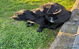 Cane Corso cani in vendita: Cuccioli in cerca di famiglia  a Provincia di Como - Immagine 3