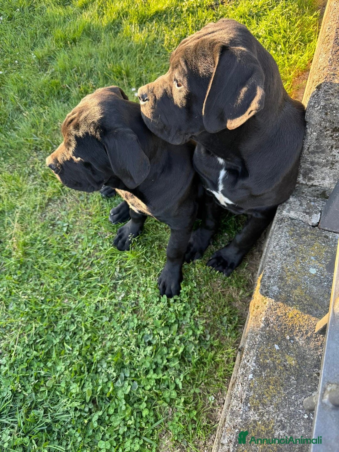 Cane Corso cani in vendita: Cuccioli in cerca di famiglia  a Provincia di Como - Immagine 3
