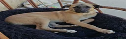Meticcio cani in regalo: MOLLY  - Annuncio 4