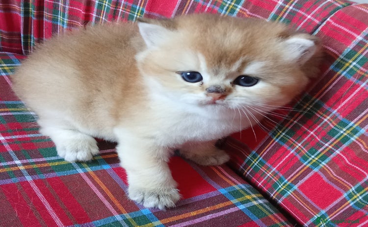 British gatti a Città metropolitana di Milano - Annuncio 2