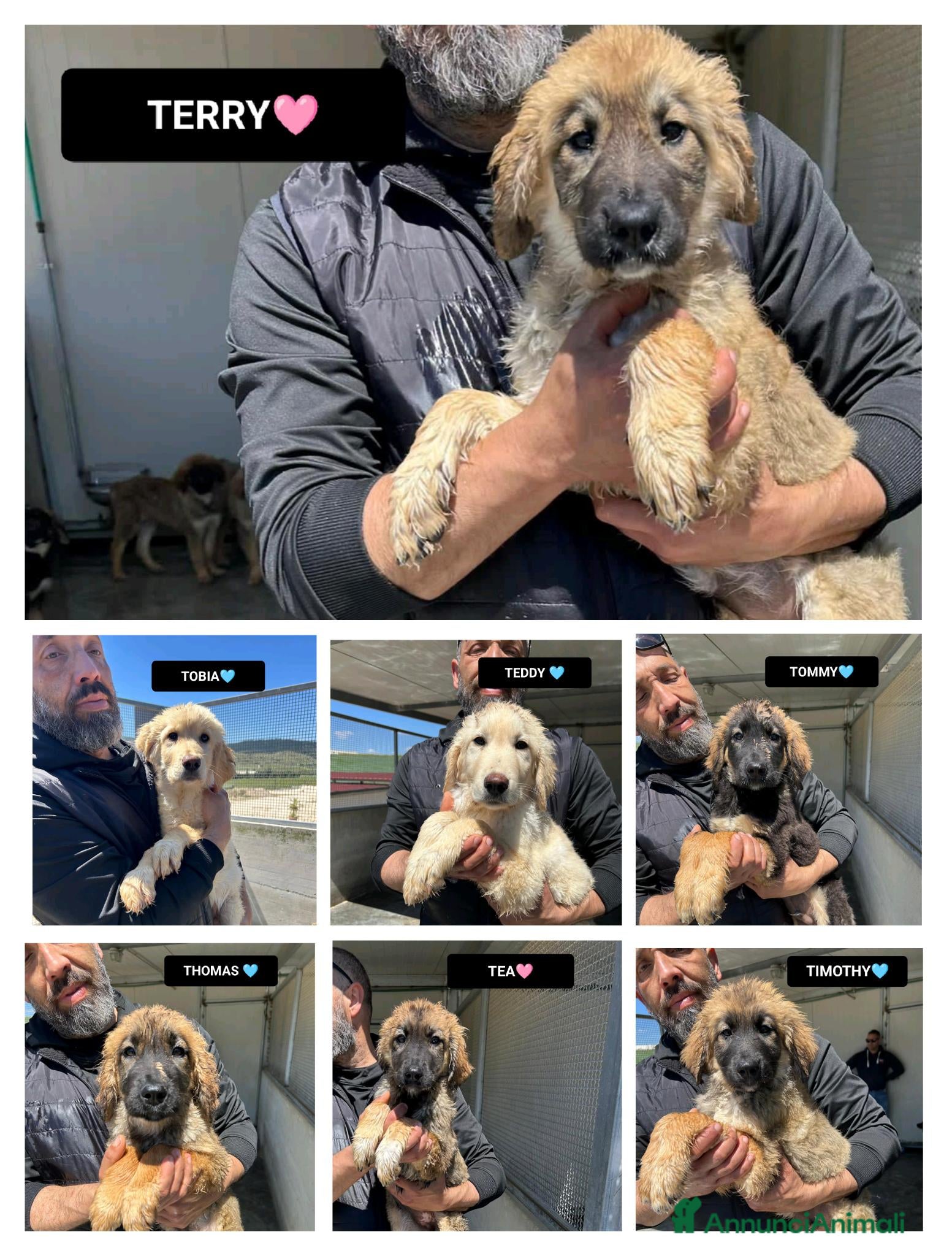 Meticcio cani TOBIA, TERRY, TEDDY, TOMMY, THOMAS, TEA E TIMOTHY, - Annuncio 18