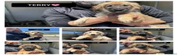 Meticcio cani in regalo: TOBIA, TERRY, TEDDY, TOMMY, THOMAS, TEA E TIMOTHY, - Annuncio 1