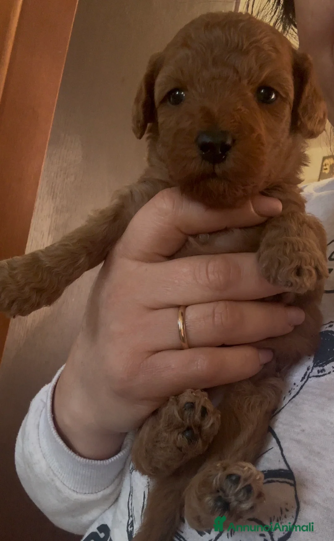 Meticcio cani in vendita: Barboncino nano❤️ - Annuncio 3