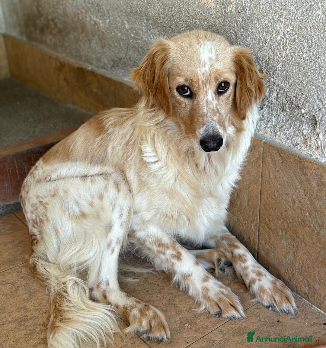 Meticcio cani in regalo: Cucciolo dolcissimo mix setter – tg medio-piccola a Città Metropolitana di Venezia - Immagine 9
