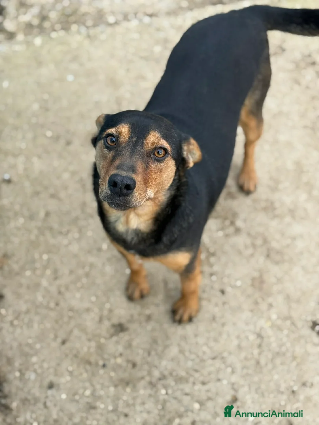 Meticcio cani in regalo: ENA, simpaticissima orecchiona! TAGLIA PICCOLA - Annuncio 7