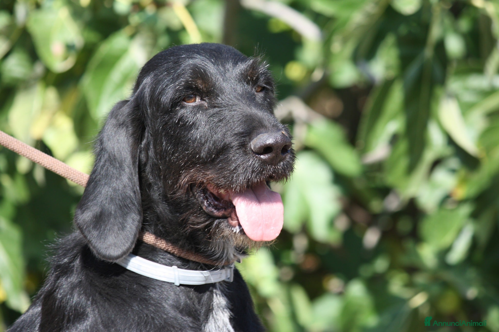 Drahthaar cani Astrid stupenda drahthaar in adozione  - Annuncio 34