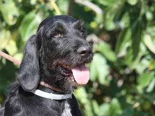 Drahthaar cani Astrid stupenda drahthaar in adozione - Annuncio 20