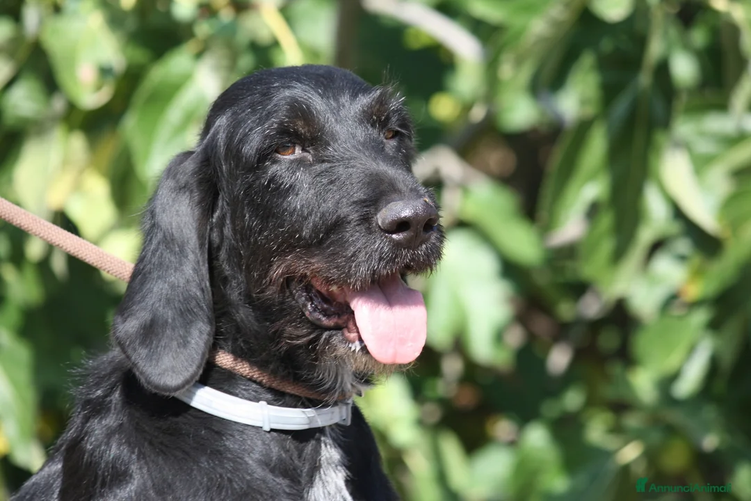 Drahthaar cani in regalo: Astrid stupenda drahthaar in adozione  - Annuncio 1