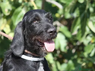 Drahthaar cani Astrid stupenda drahthaar in adozione - Annuncio 25