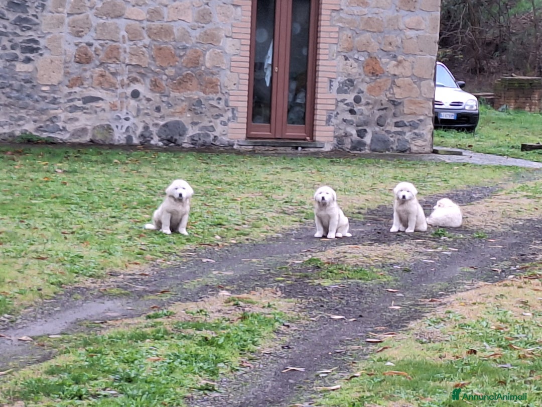Pastore Maremmano cani in vendita: Cuccioli di pastore maremmano, 3 maschi, 1 femmina - Annuncio 9