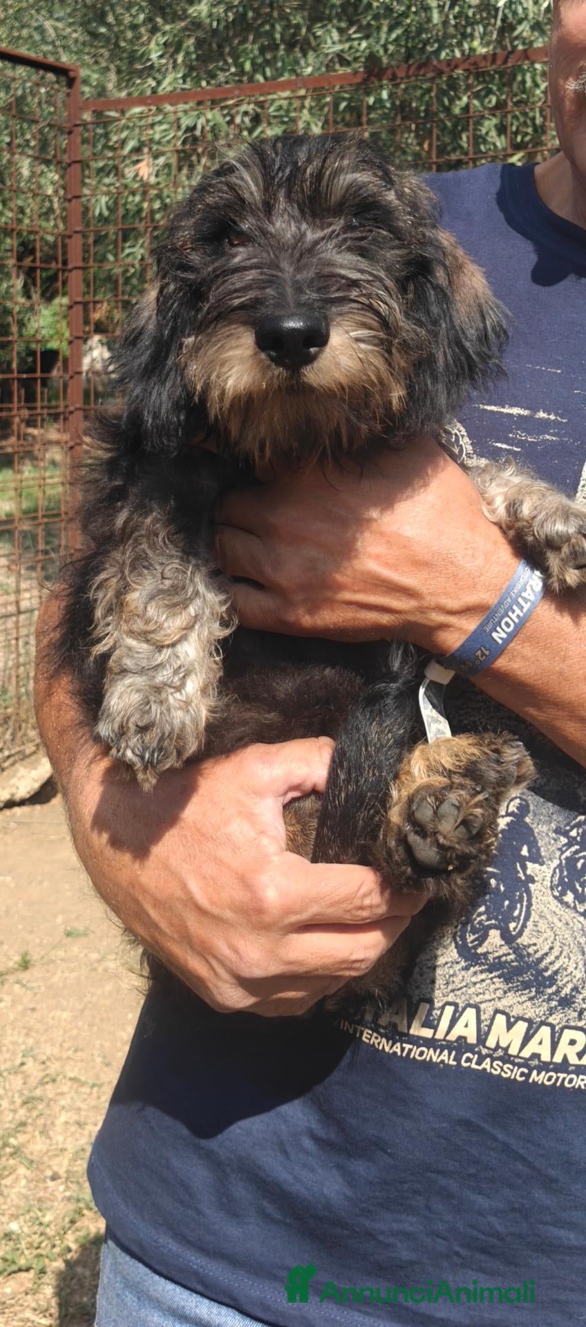 Bassotto Nano cani Ultima cucciola di bassotto a pelo duro - Annuncio 2