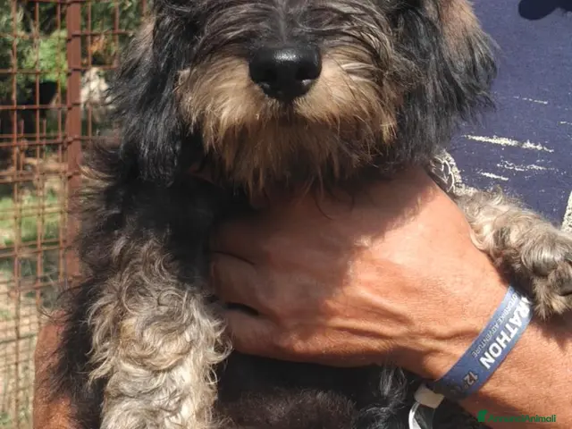 Bassotto Nano cani in vendita: Ultima cucciola di bassotto a pelo duro - Annuncio 2