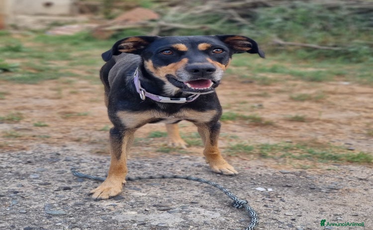 Meticcio cani a Provincia di Varese - Annuncio 6