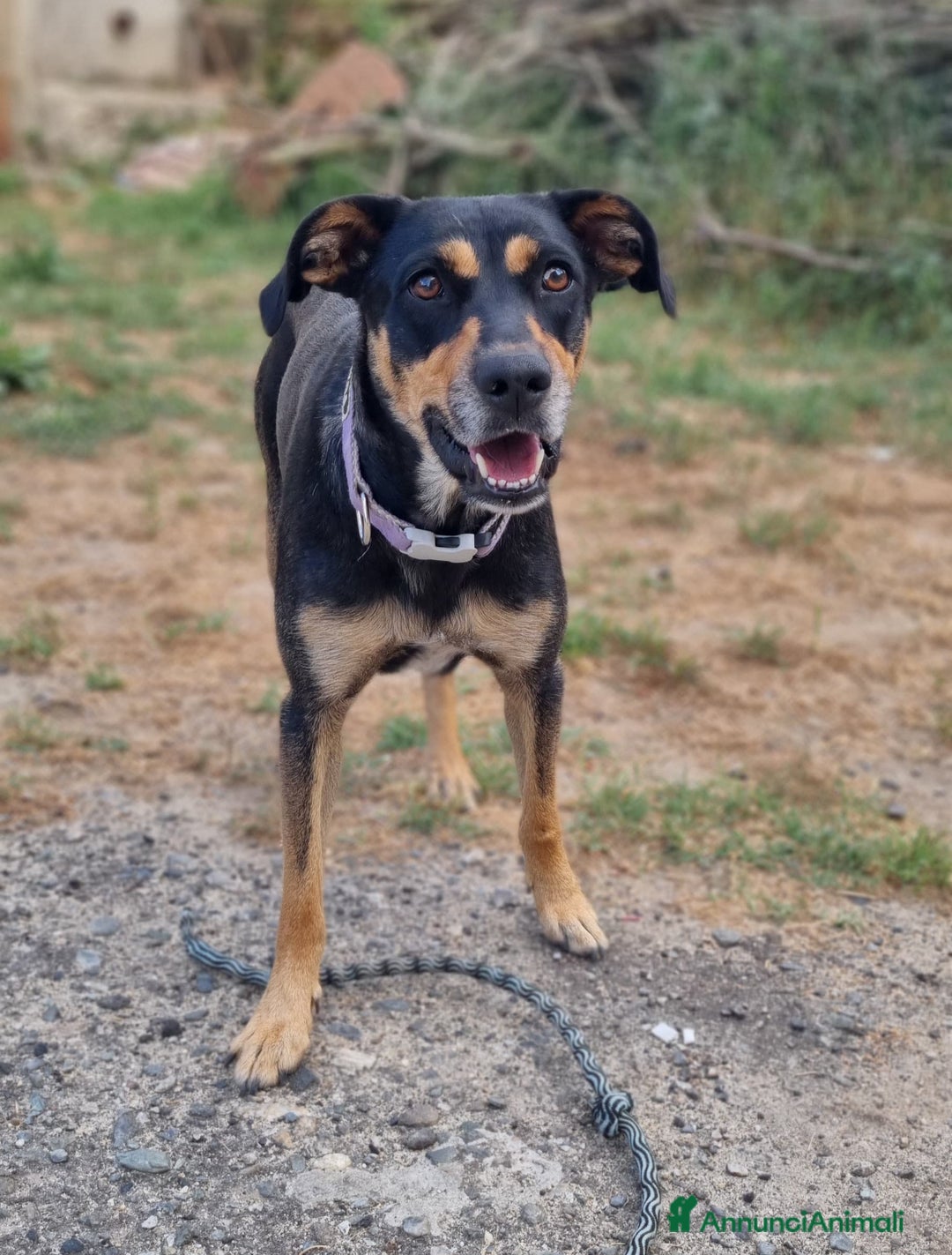 Meticcio cani in regalo: MILLY DOLCISSIMA CAGNOLINA a Provincia di Varese - Immagine 1