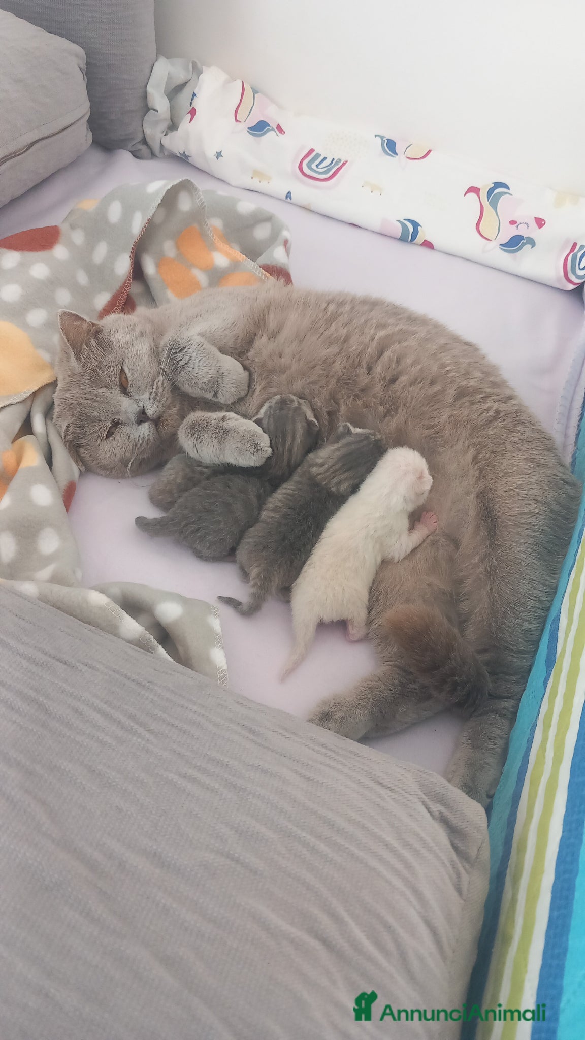 Scottish gatti Cuccioli scottish fold e straight  - Annuncio 18