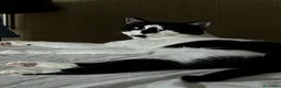 Europeo gatti in regalo: Gatto  a Città metropolitana di Catania - Annuncio 3