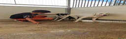 Meticcio cani in regalo: Kinder e Kira: giovani adozione di coppia  - Annuncio 14