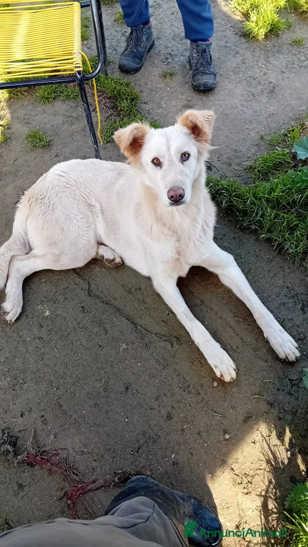 Altre razze cani in regalo: cipriA - Annuncio 5