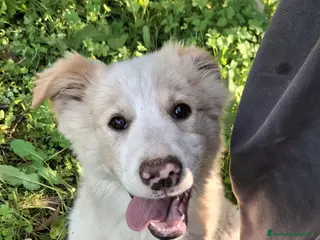 Meticcio cani ADA ASPETTA LA SUA FAMIGLIA - Annuncio 2