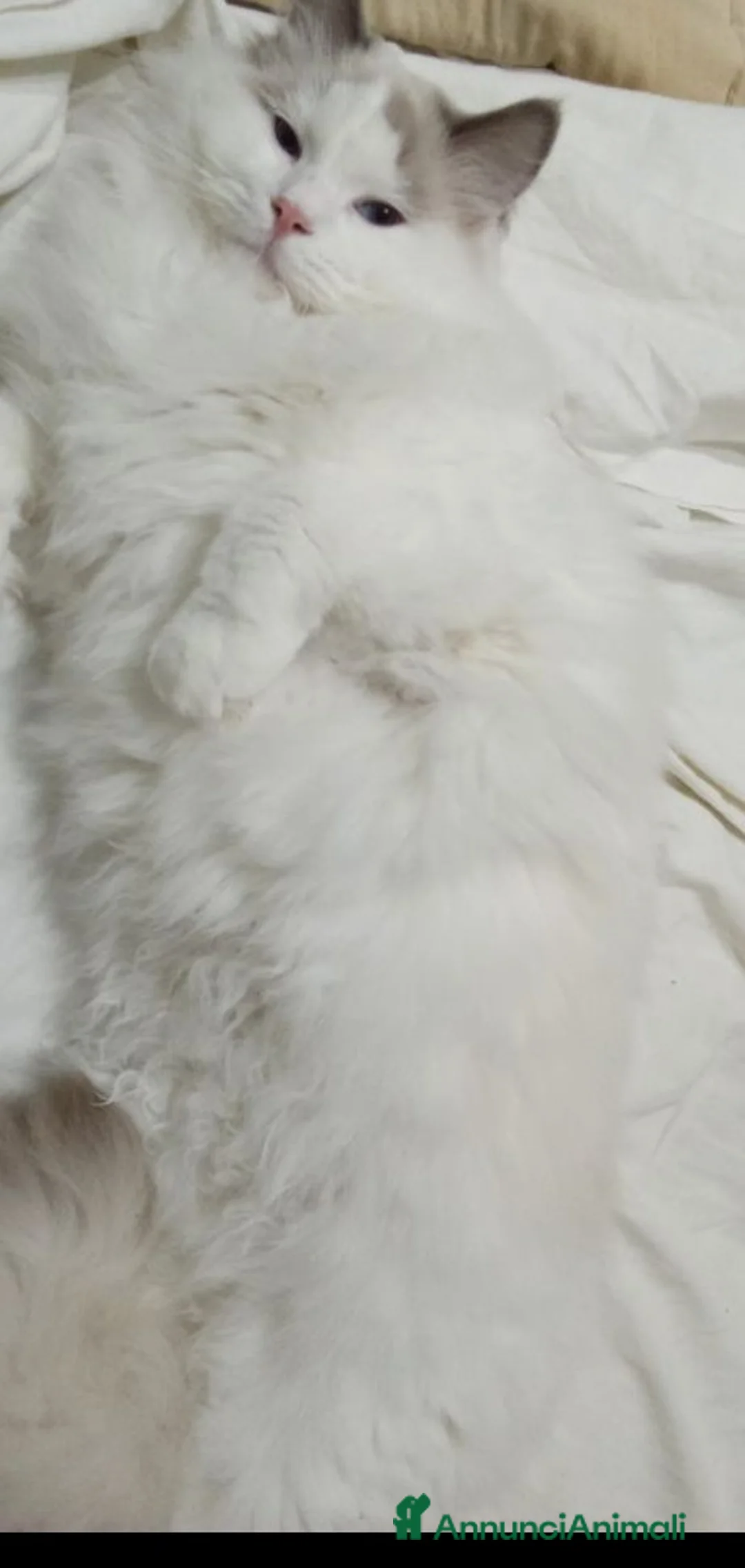 Ragdoll gatti per accoppiamento: Ragdoll maschio per accoppiamento  - Annuncio 3