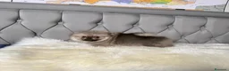 Volpino Pomerania cani in vendita: Cuccioli di Pomerania - Annuncio 22
