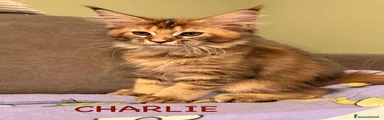 Maine Coon 4