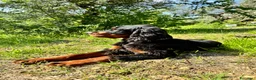 Setter Gordon cani in vendita: Cucciolo setter Gordon  - Annuncio 1