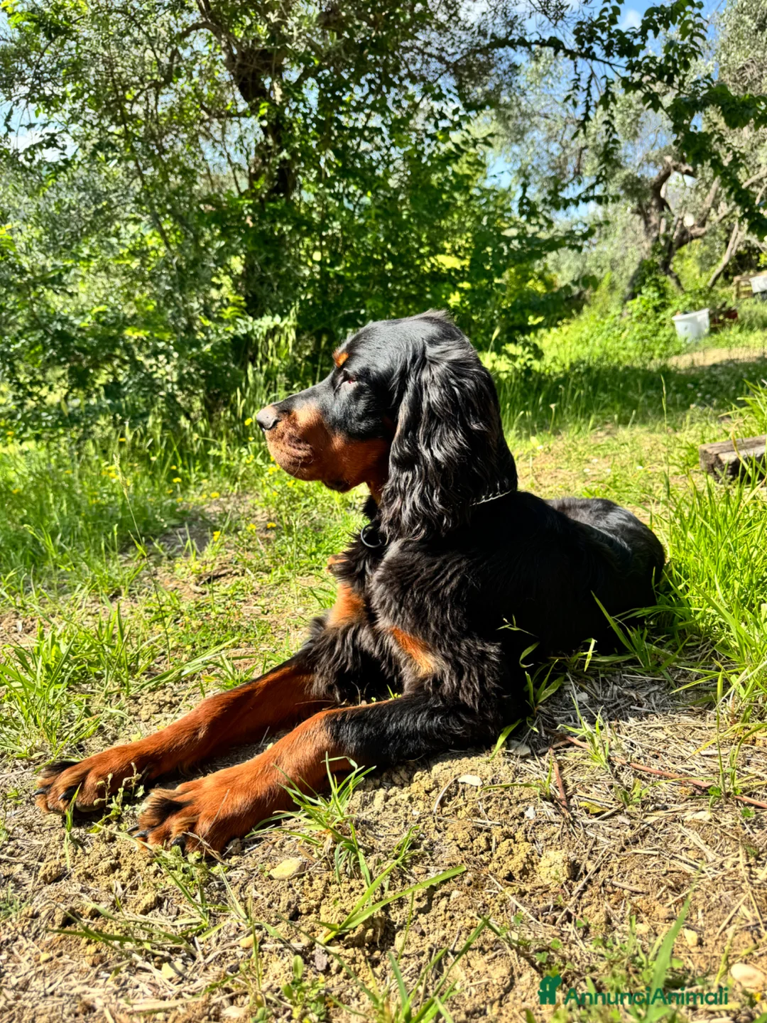 Setter Gordon cani in vendita: Cucciolo setter Gordon  - Annuncio 1