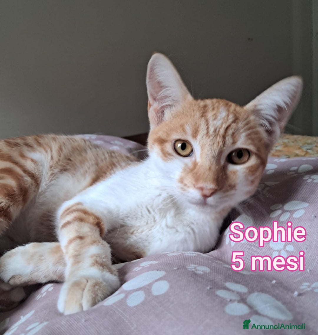 Europeo gatti in regalo: MICINI ABBANDONATI! URGENTE  - Annuncio 1