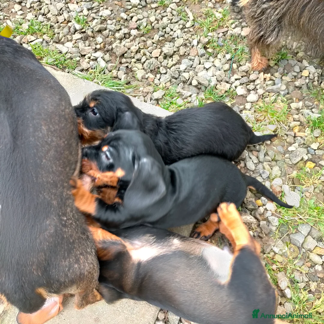 Bassotto cani in vendita: Bassotto tedesco a pelo duro  - Annuncio 2