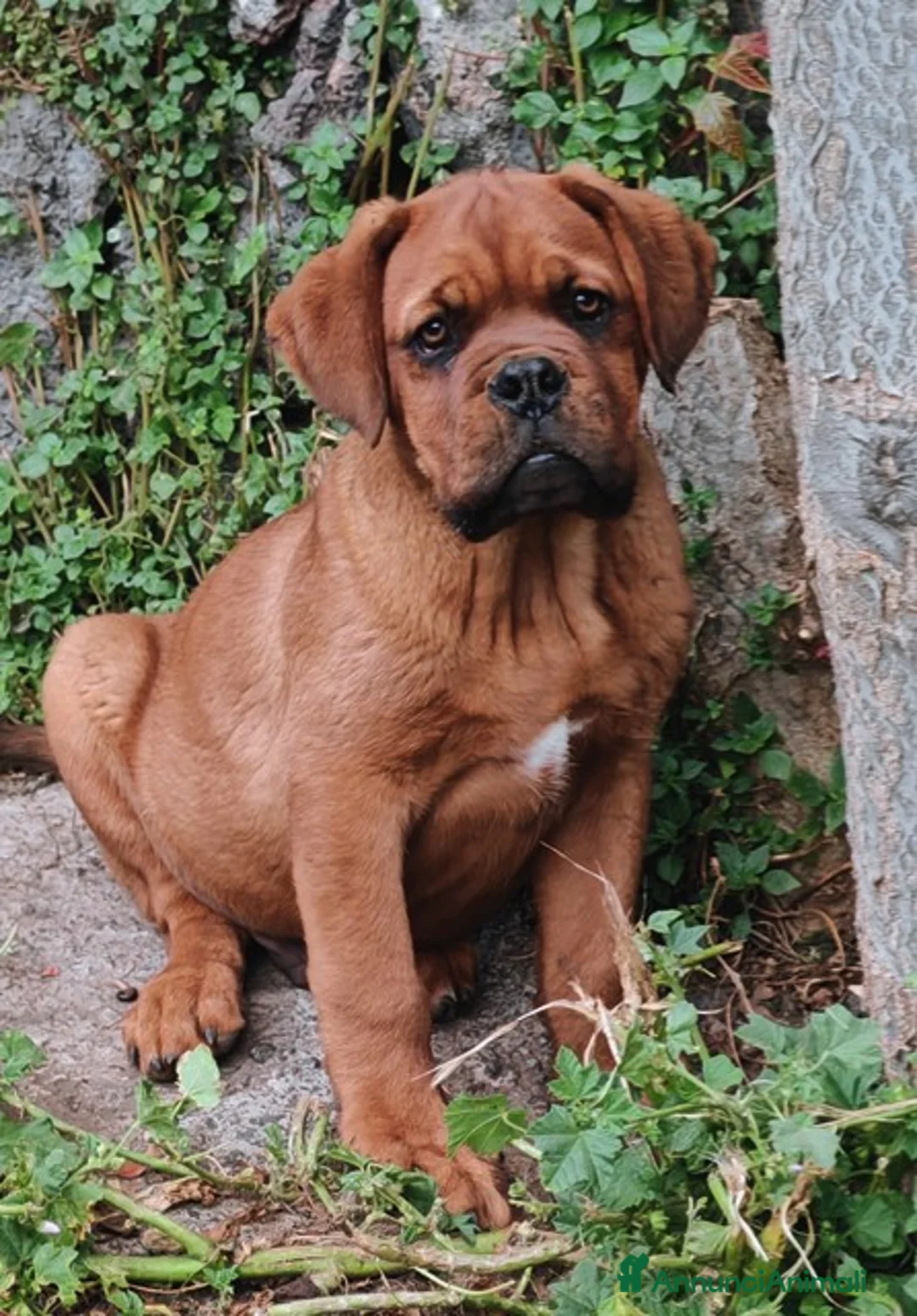 Dogue de Bordeaux cani in vendita: Dogue de Bordeaux a Città Metropolitana di Firenze - Annuncio 2