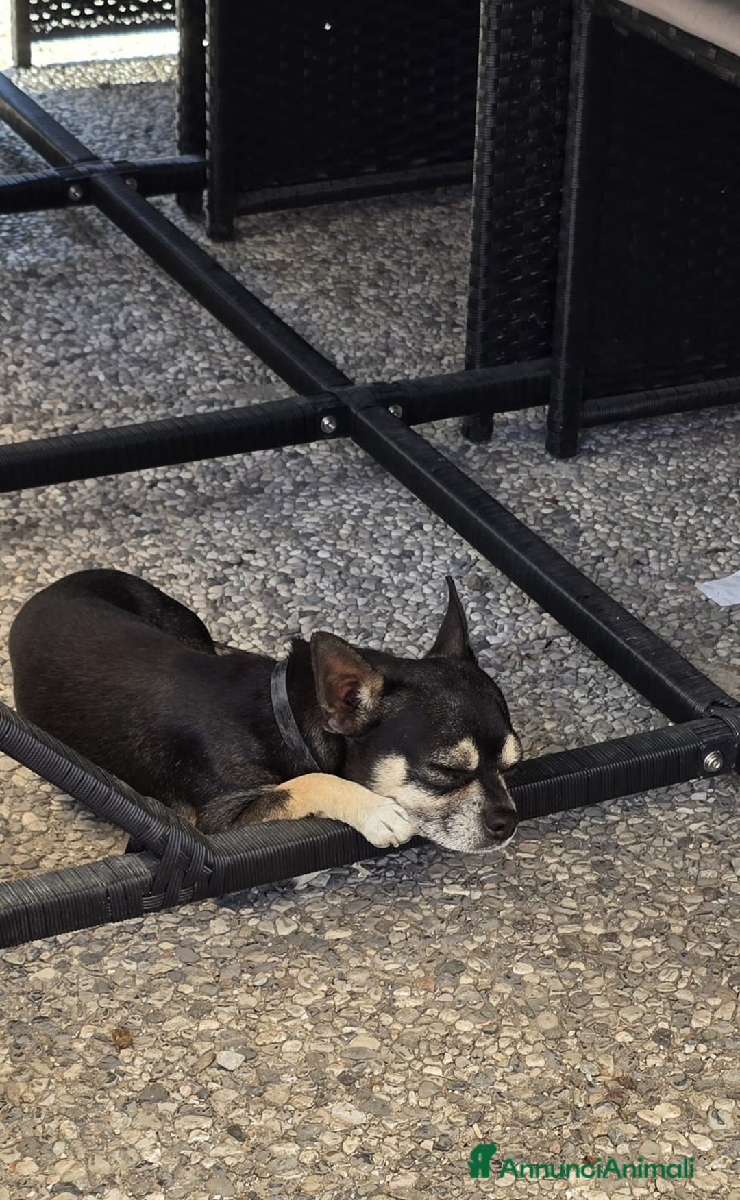 Chihuahua cani in vendita: Cuccioli di chihuahua - Annuncio 2