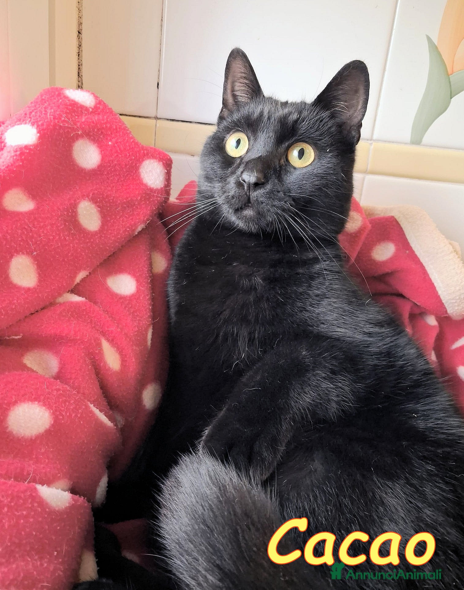 Europeo gatti CACAO IL GATTINO PIU DOLCE CHE CI SIA - Annuncio 41