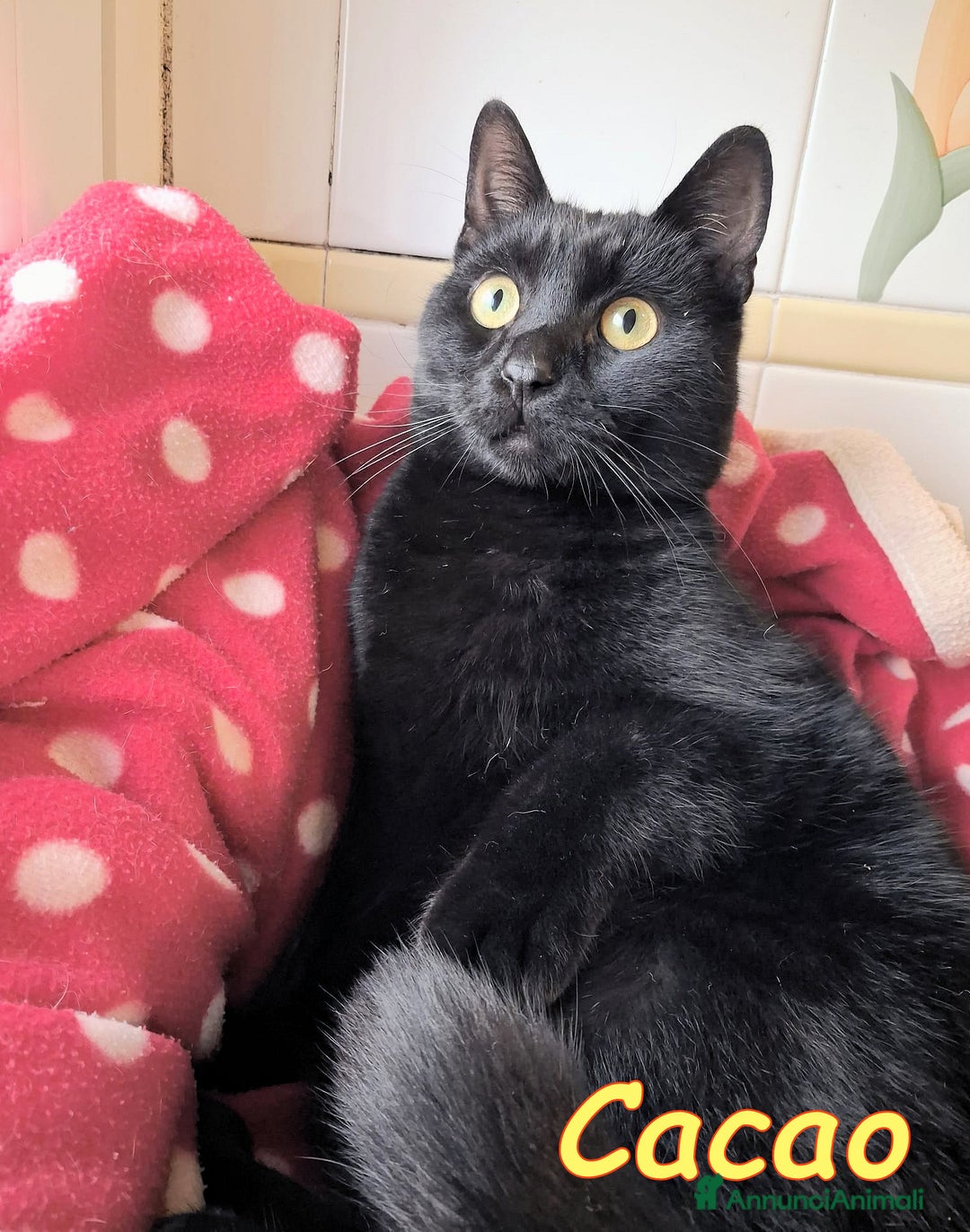 Europeo gatti in regalo: CACAO IL GATTINO PIU DOLCE CHE CI SIA - Annuncio 1