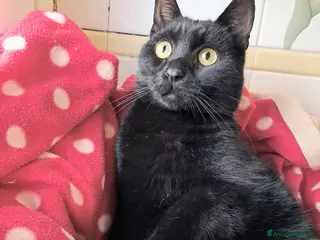 Europeo gatti CACAO IL GATTINO PIU DOLCE CHE CI SIA - Annuncio 29