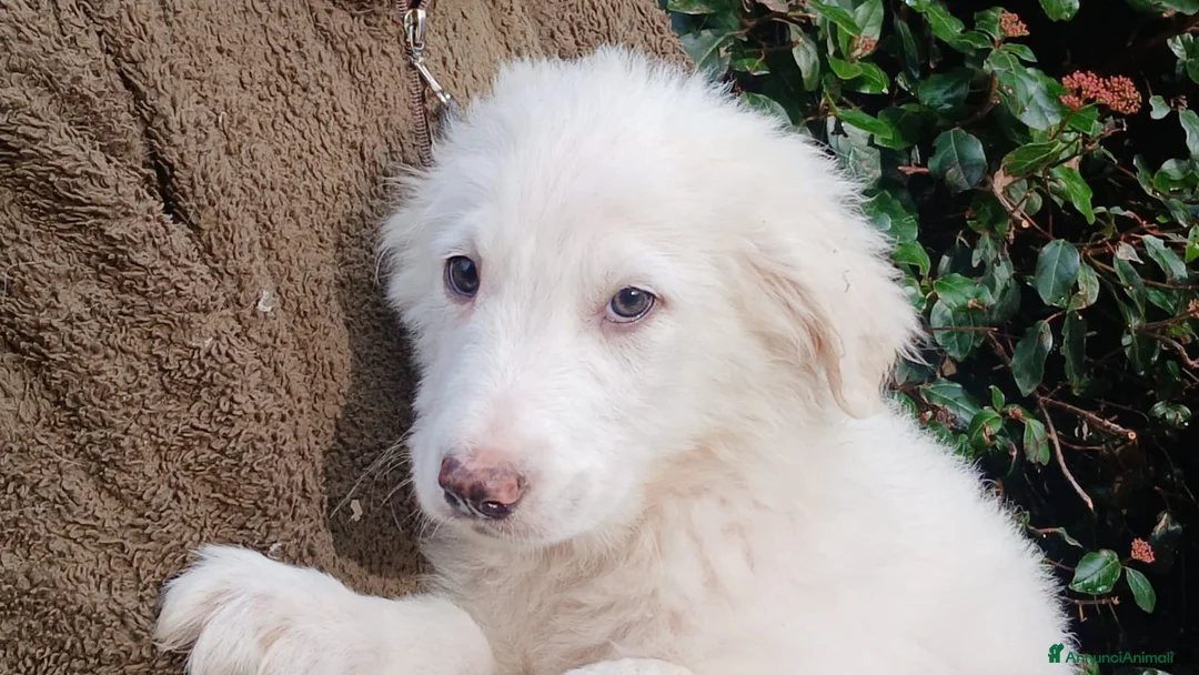 Meticcio cani in regalo: GOLIA STA ASPETTANDO LA SUA FAMIGLIA PER LA VITA - Annuncio 4