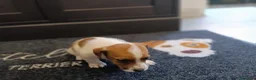 Jack Russell cani in vendita: Cuccioli di jack Russell pedigree Roi  - Annuncio 6