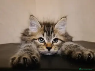 Siberiano gatti Disponibile Cucciolo di Gatto Siberiano - Annuncio 3