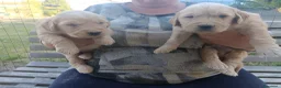 Golden Retriever cani in vendita: Golden retriever cuccioli pedigree ENCI  - Annuncio 4