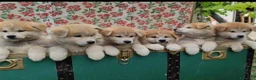 Akita Inu cani in vendita: UN AKITA INU PER NATALE  a Provincia di Vicenza - Annuncio 6
