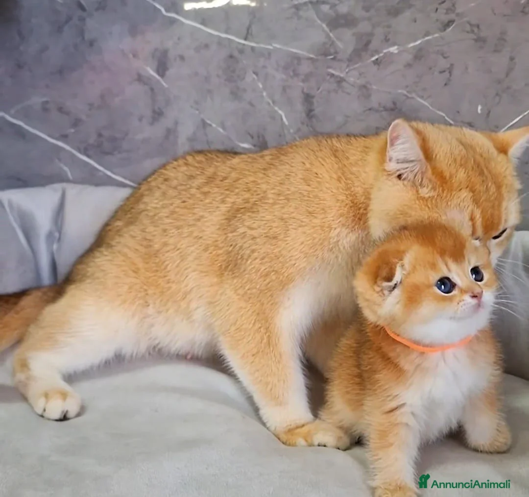 Scottish gatti in vendita: Scottish Fold e Straight  - Annuncio 9