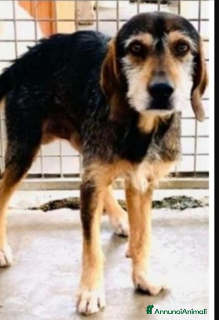 Segugio cani Segugio entrato in canile nel 2012! URBINO SOS a Città metropolitana di Milano - Annuncio 14