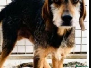 Segugio cani Segugio entrato in canile nel 2012! URBINO SOS a Città metropolitana di Milano - Annuncio 4