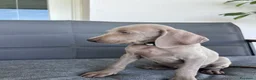 Weimaraner cani in vendita: cuccioli weimaraner grigio argento - Annuncio 4